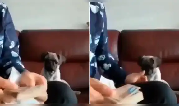 YouTube Viral: perro ayuda a su dueño a contar el dinero por una increíble razón [VIDEO]