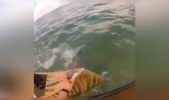 Letal tiburón intenta atacar a pescadores y ocurre lo menos pensado [VIDEO] 