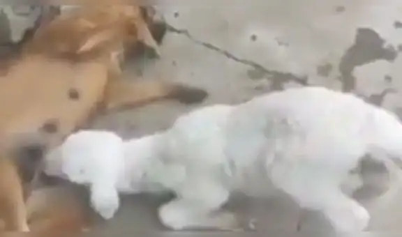 Facebook: Cabra utiliza increíble método para obtener leche de una perra