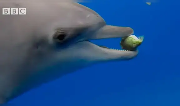 Delfines juegan a 'atrapar’ un venenoso pez globo para sentir efecto narcótico [VIDEO]