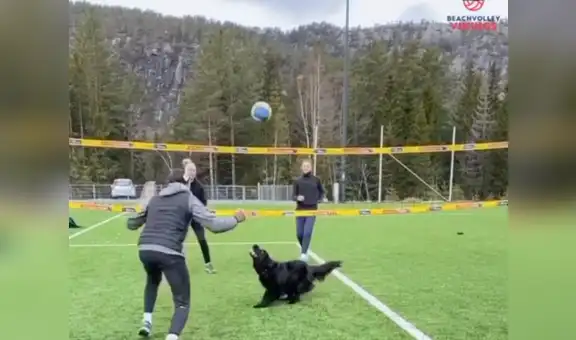 Familia juega vóley con su perra y esta los sorprende con su habilidad para el deporte [VIDEO]