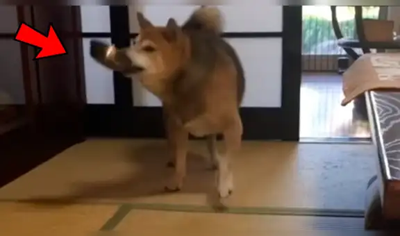 Facebook viral: perro reacciona con violencia porque sus amor no servían sus alimentos [VIDEO]