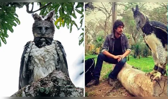 Piensa que es una persona disfrazada, pero se trata de una enorme águila casi extinta [FOTOS]