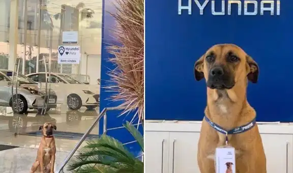 Empresa de autos adopta a perro callejero que caminaba diariamente en busca de comida [FOTOS]