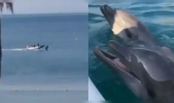 Colombia: acuario deja “pasear” a sus delfines en el mar ante falta de turistas [VIDEO]