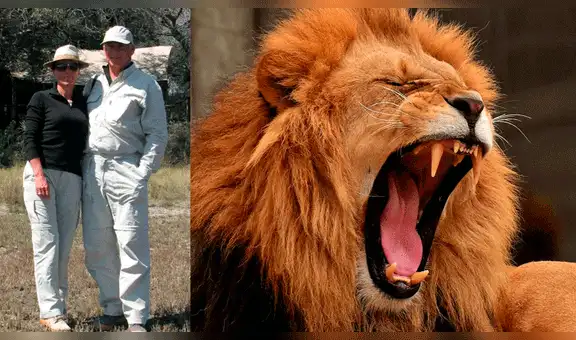 Un león arrancó parte del brazo a un turista mientras dormía durante un safari en África