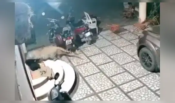 Cámara de seguridad capta momento en que perro es brutalmente atacado por jaguar [VIDEO]