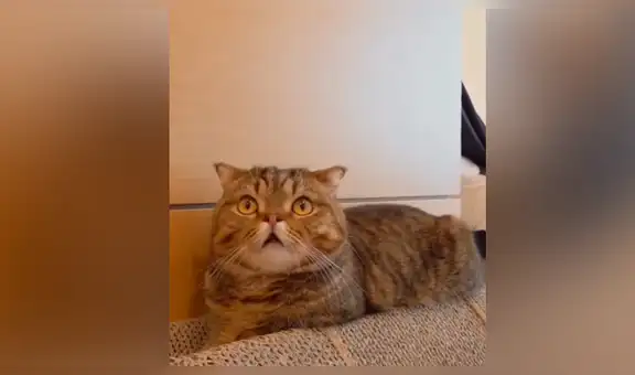 Se disfraza de ‘La Monja’ para darle mortal susto a su gato y ocurre lo más insólito [VIDEO]