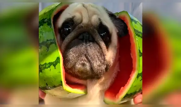 Encuentra curioso animal dentro de sandía y queda en shock con su aspecto [VIDEO]