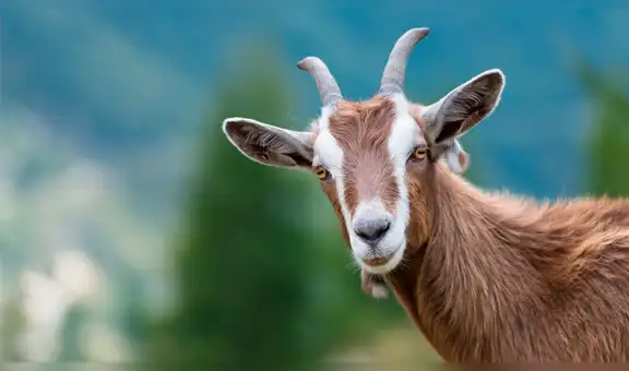 Facebook viral: Gato escucha raros sonido provenientes del clóset y cuando se acerca descubre algo curioso [VIDEO]  