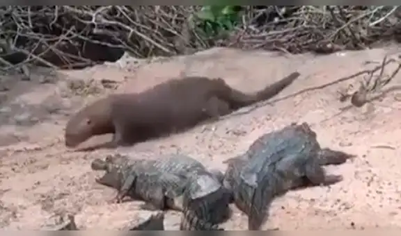 Nutria juega en medio de hambrientos cocodrilos y estos reaccionan de forma insólita [VIDEO]