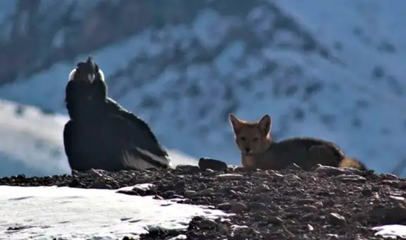 Imagen de un zorro junto a un cóndor descansando se vuelve viral y da la vuelta al mundo
