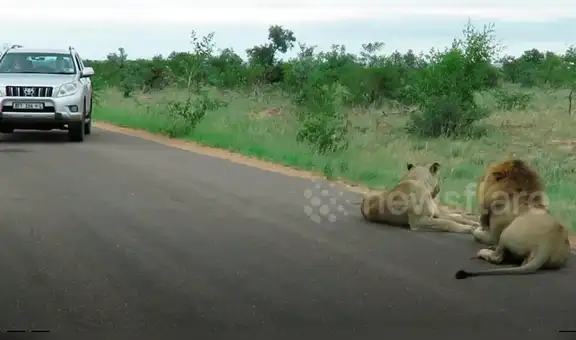 Turistas realizan safari, se topan de cerca con hambriento león y felino tiene inesperada reacción [VIDEO]