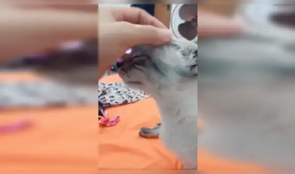 Gato quería estar con su dueña, pero su condición se lo impedía y ella lo ayudó [VIDEO]