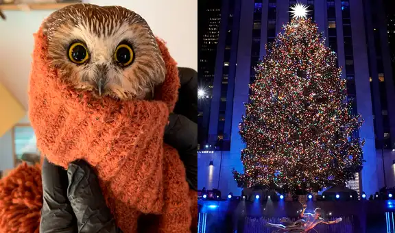 Encuentran a un búho vivo en el más grande árbol de Navidad de Nueva York