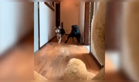 Coloca oso de peluche frente a sus perros y estos tienen impensada reacción [VIDEO] 