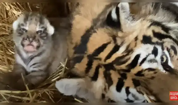 Mujer ingresa a recinto de tigres y ve tierna escena de una felina junto a su cría [VIDEO]