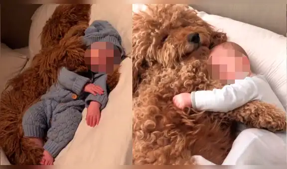 Perro se duerme junto al bebé de sus dueños y lo acurruca para que no sienta frío [VIDEO]
