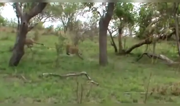 Feroz leopardo ataca a un despistado guepardo y protagonizan impactante encuentro [VIDEO]