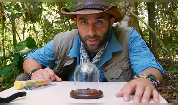 Sujeto se deja picar por avispa verdugo para conocer su letalidad y todo acaba de forma inusual [VIDEO] 