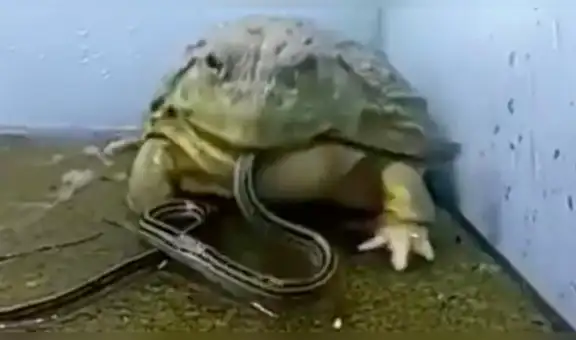 YouTube viral: extraña rana toro devora reptiles e insectos en unas cuantas mordidas [VIDEO]