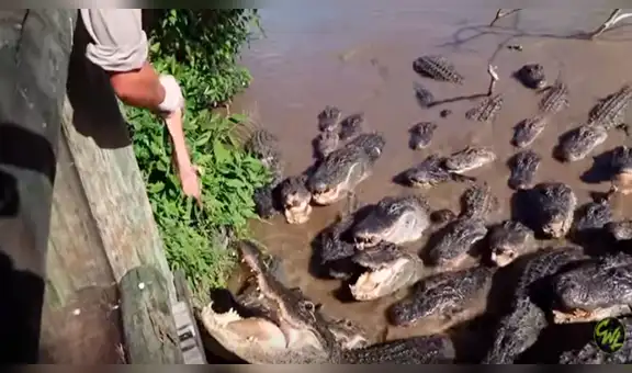 Hombre entra a laguna infestada de cocodrilos y estos abren sus enormes mandíbulas para comer [VIDEO]