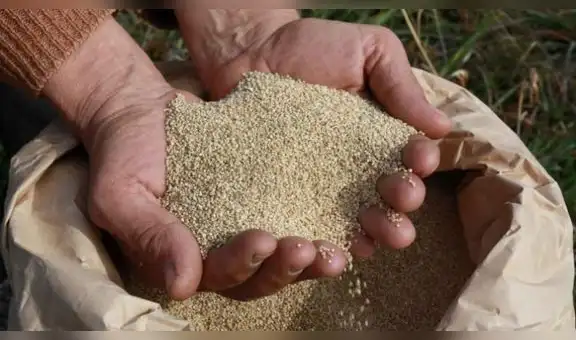 Agroexportadoras de quinua observadas por el FDA ponen en riesgo mercados, según ministra