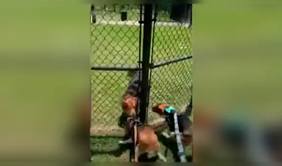 Perro se emociona al reencontrarse con su ‘mejor amigo’ luego de separarse por la cuarentena [VIDEO] 