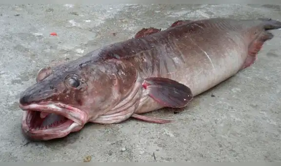 Atrapan extraño pez con cabeza de serpiente que devora todo lo que ve y respira aire [VIDEO]