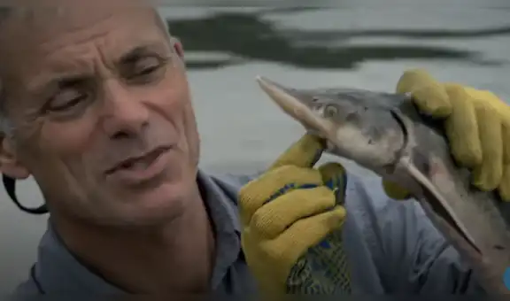 Pescadores arriesgan sus vidas para atrapar a extraña especie en peligro de extinción [VIDEO]