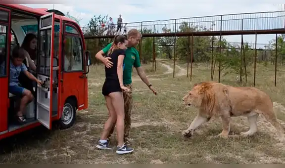 YouTube viral: turista arriesga su vida al bajar de vehículo turístico para acariciar a un temible león [VIDEO]