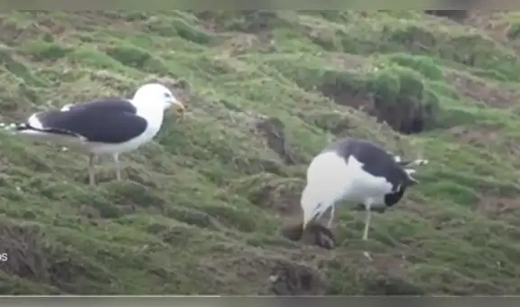 Captan el momento en que una gaviota engulle a un conejo vivo [VIDEO]