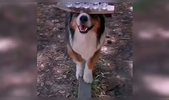 Perro asombra con su habilidad al sostener en su cabeza una bandeja con copas de agua [VIDEO] 