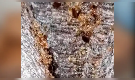 Chico revisa el interior de un sofá antiguo y encuentran miles de insectos recién nacidos [VIDEO]