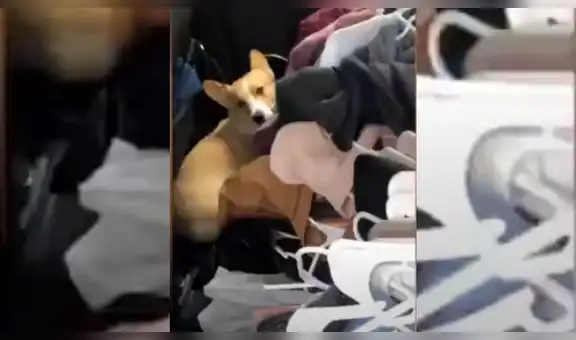 Perro creyó que su dueña lo iba a abandonar y corrió a esconderse en su auto [VIDEO]