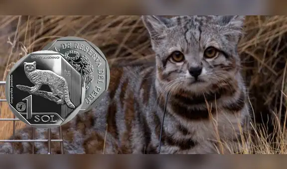 BCRP: el gato andino es el nuevo protagonista de la nueva moneda de 1 sol