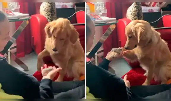 Perro conoce a la pequeña mascota de su dueña y tiene emotiva reacción [VIDEO] 