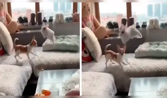 Perro intenta capturar a pequeño conejo, pero este lo sorprende con su agilidad [VIDEO] 