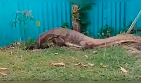 YouTube: Dragón de komodo ataca a inofensivo gato y lo devora en cuestión de segundos [VIDEO] 