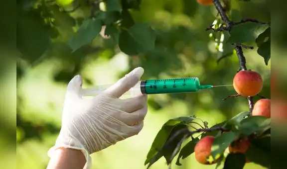 Transgénicos: Los riesgos de no extender la moratoria al ingreso y producción de alimentos modificados