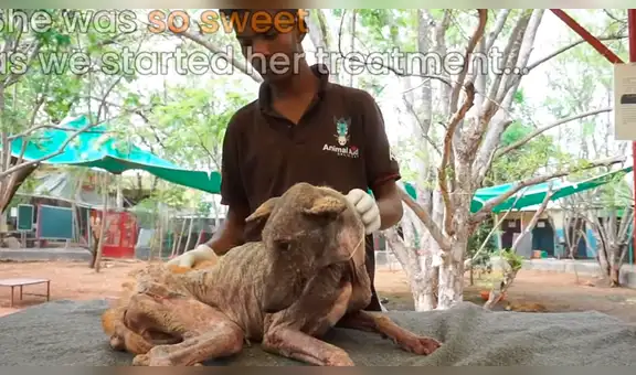 Perro callejero en deplorables condiciones es llevado al veterinario y ahora luce así [VIDEO]