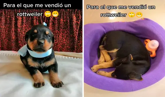 Creyó que había comprado un perro rottweiler, pero con los años descubre que era otra raza