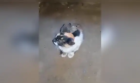 Adopta un gato para atrapar ratones en su casa, pero este termina siendo ‘amigo’ de los roedores [VIDEO]