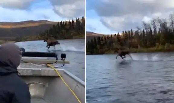 Alce salvaje asombra a turistas cuando navegaban por un río y corre frente a ellos [VIDEO]