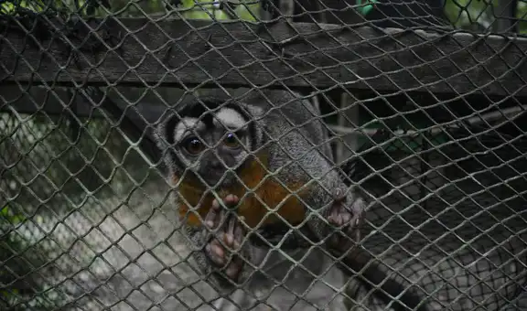 Municipalidad de Lima aprueba ordenanza que busca erradicar maltrato en animales silvestres 