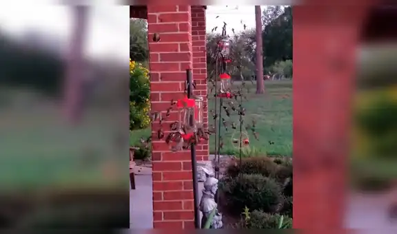 Pensó toparse con panal de abejas asesinas, se acerca y descubre un insólito espectáculo [VIDEO]