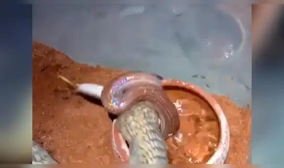 Facebook viral: terror por serpiente ‘caníbal’ que asesina a su compañera en frente de espectadores [VIDEO]