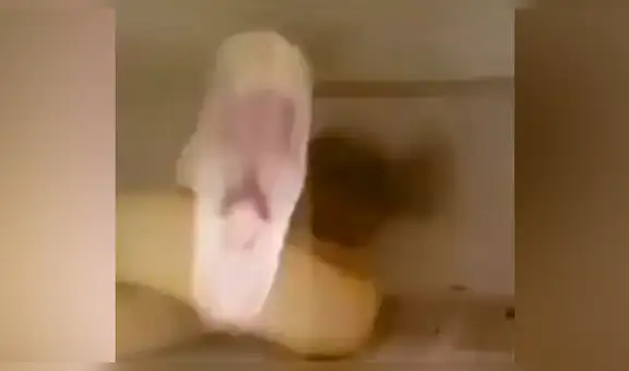 Gallina se acerca a hambrienta serpiente y feroz animal tiene increíble reacción [VIDEO]