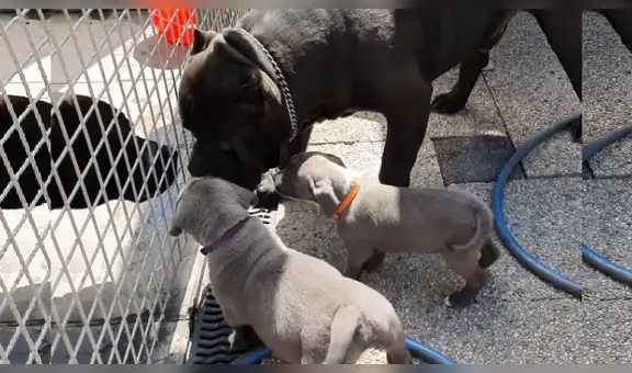 Perro pitbull sorprende con su reacción al conocer por primera vez a sus diez crías [VIDEO]