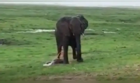 YouTube viral: familia va de excursión a África y graba a elefante pariendo a su cría [VIDEO]